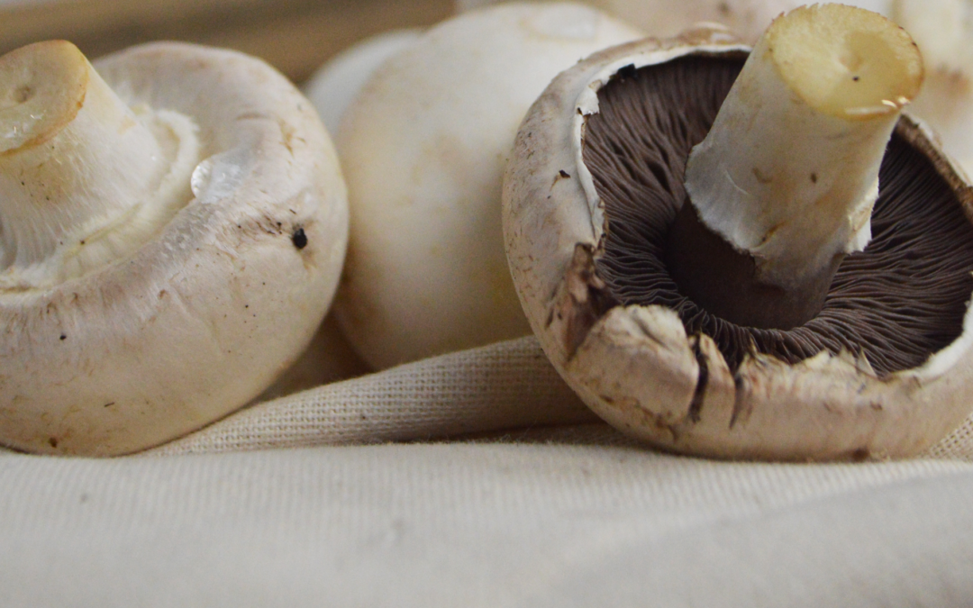 C’est de saison : Le champignon de Paris